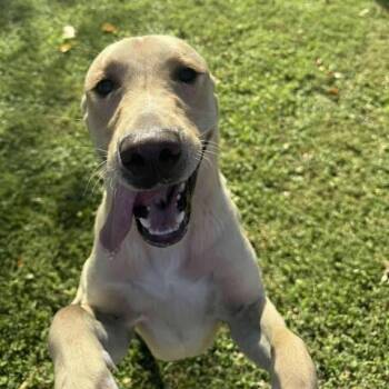 Rescue Yellow Labrador Retriever Dogs for Adoption in Brock, Texas - Brutus | PetCurious