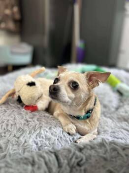 Rescue Chihuahua Dogs for Adoption in Whitewater, Wisconsin - Phillip | PetCurious