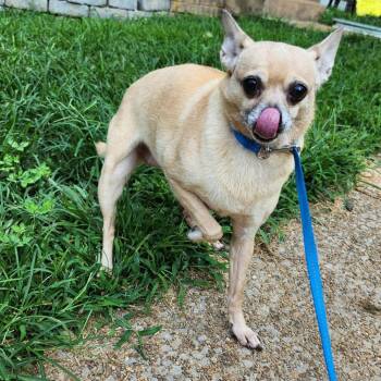 Hope -  Chihuahua and Mixed Breed Dog for Adoption in Rossville, Georgia - Hope | PetCurious