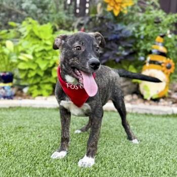 Spike -  German Shepherd Dog and Mountain Cur Dog for Adoption in Fairfield, Connecticut - Spike | PetCurious