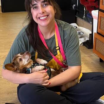 Homestretch 14025 -  Chihuahua Dog Available for Adoption in San Francisco, California - Homestretch 14025 | PetCurious