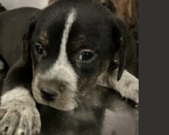 RIVIAN -  Mixed Breed Dog for Adoption in Dallas, Texas - RIVIAN | PetCurious