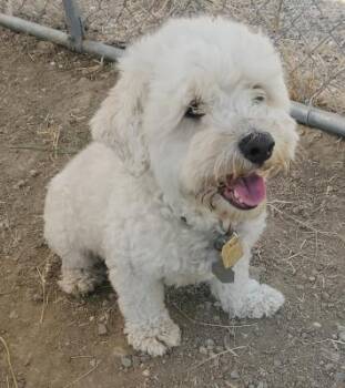 Duffy -  Maltese and Poodle Dog for Adoption in Santa Paula, California - Duffy | PetCurious