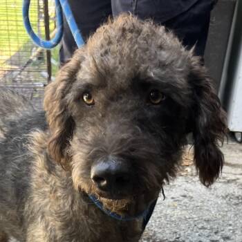 Bob -  Poodle Dog for Adoption in Jacksonville, Arkansas - Bob | PetCurious