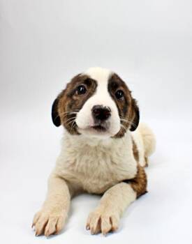 Australian Shepherd and Mixed Breed Dogs Available for Adoption in Morton Grove, Illinois - Helena | PetCurious