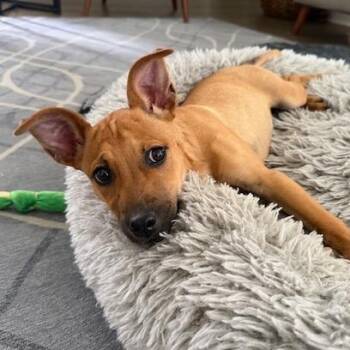 Sunday -  Cattle Dog and Pit Bull Terrier Dog for Adoption in Kansas City, Missouri - Sunday | PetCurious