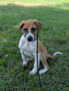 James Cagney -  Boxer and Mixed Breed Dog for Adoption in Aiken, South Carolina - James Cagney | PetCurious