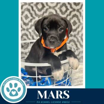 Labrador Retriever and Pit Bull Terrier Dogs Available for Adoption in Kimberton, Pennsylvania - Mars (Xena