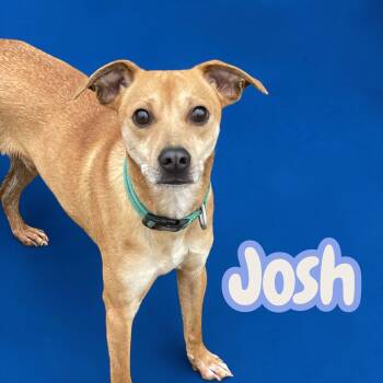 Terrier and Beagle Dogs Available for Adoption - Josh | PetCurious
