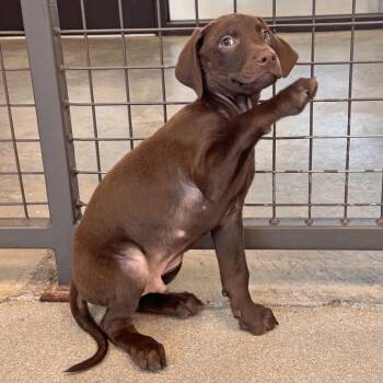 Brent -  Mixed Breed Dog for Adoption in Hailey, Idaho - Brent | PetCurious