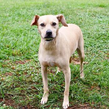 Sleepy 22902 -  Dachshund and Jack Russell Terrier Dog for Adoption in Cumming, Georgia - Sleepy 22902 | PetCurious