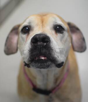 Labrador Retriever and Hound Dogs Available for Adoption in Pontiac, Michigan - Sheba | PetCurious