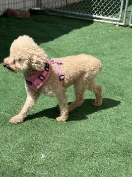 Skittles -  Poodle Dog for Adoption in Waterloo, Illinois - Skittles | PetCurious