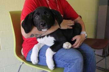 Fire -  Great Pyrenees and Mixed Breed Dog for Adoption in Kansas City, Missouri - Fire | PetCurious