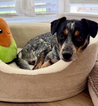 Blue -  Australian Cattle Dog Blue Heeler Dog for Adoption in Humble, Texas - Blue | PetCurious