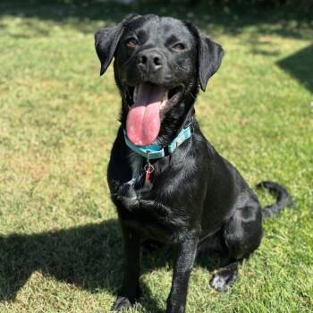 Rescue Mixed Breed Dogs for Adoption in Medford, Oregon - Shadow | PetCurious