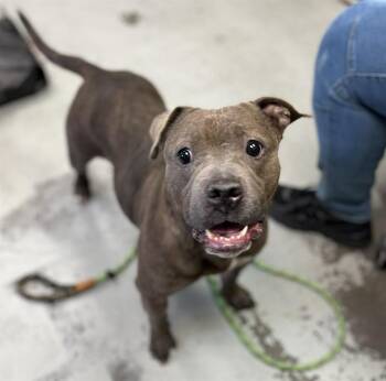 Pit Bull Terrier Dogs Available for Adoption - LITTLE BEE | PetCurious