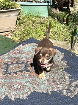 KOLBY -  Chihuahua Dog for Adoption in Rossford, Ohio - KOLBY | PetCurious