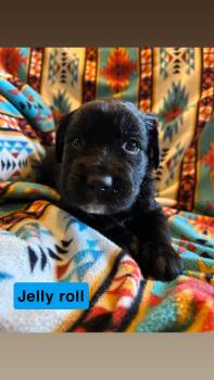 Jelly Roll -  Labrador Retriever and Flat Coated Retriever Dog for Adoption in Duluth, Minnesota - Jelly Roll | PetCurious
