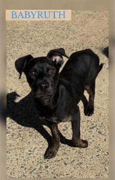 BABY RUTH -  Terrier and Hound Dog for Adoption in Holbrook, New York - BABY RUTH | PetCurious