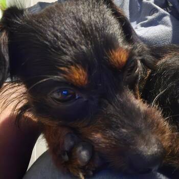 Dachshund Dogs Available for Adoption in Waggaman, Louisiana - Lady | PetCurious