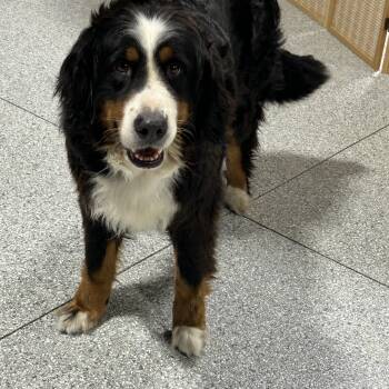 Lilly -  Bernese Mountain Dog Dog for Adoption in Antwerp, Ohio - Lilly | PetCurious