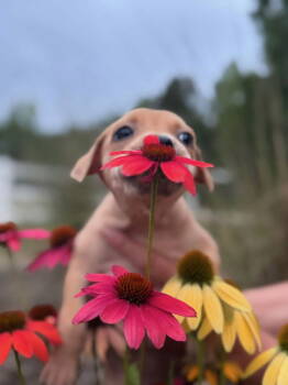Rescue Labrador Retriever and Terrier Dogs for Adoption in Holly Springs, North Carolina - Toast (Tina's Litter) | PetCurious