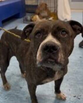 Violet (In Foster Care) -  Mixed Breed Dog for Adoption in Charleston, South Carolina - Violet (In Foster Care) | PetCurious