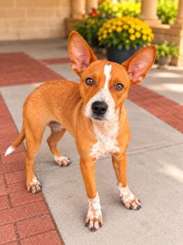 Potato Chip -  Australian Cattle Dog Blue Heeler and Basenji Dog for Adoption in Long Beach, New York - Potato Chip | PetCurious