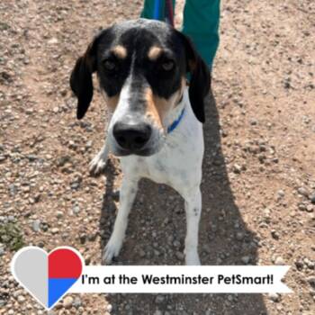 Treeing Walker Coonhound and Mixed Breed Dogs Available for Adoption in Fort Collins, Colorado - Virginia | PetCurious