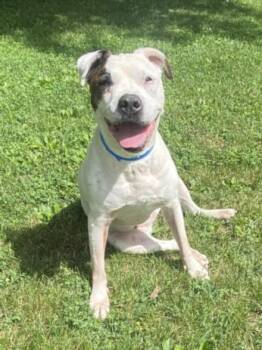 GLADYS -  Pit Bull Terrier and Mixed Breed Dog for Adoption - GLADYS | PetCurious