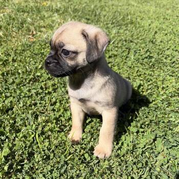Pug Dogs Available for Adoption - Han Solo - *Available 2/28* Costa Mesa Location | PetCurious