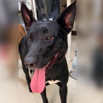 Satin -  Belgian Shepherd Malinois Dog for Adoption in Denison, Texas - Satin | PetCurious