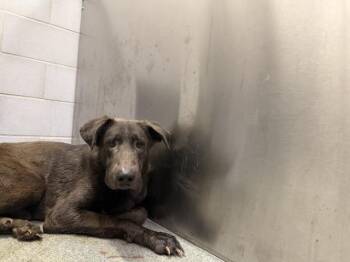 Mixed Breed Dogs Available for Adoption in Dallas, Texas - MAURICE | PetCurious