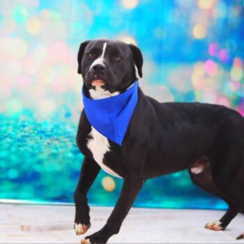 Bravo JuM -  American Bulldog and Black Labrador Retriever Dog for Adoption in Austin, Texas - Bravo JuM | PetCurious