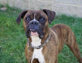 Devon -  Boxer Dog for Adoption in Monticello, New York - Devon | PetCurious