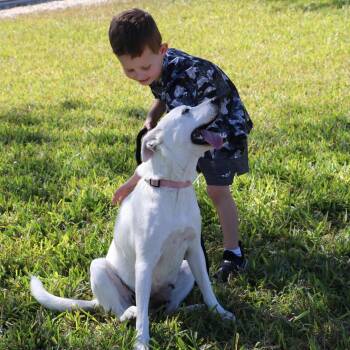 German Shepherd Dog and Labrador Retriever Dogs Available for Adoption - Playful And Energetic Sasha | PetCurious