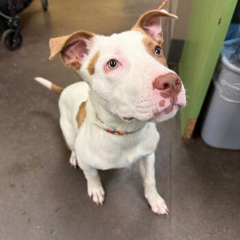 Mixed Breed Dogs Available for Adoption in Norman, Oklahoma - Lily | PetCurious