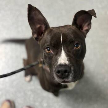 American Staffordshire Terrier and Boston Terrier Dogs Available for Adoption in Bardstown, Kentucky - Chipotle | PetCurious