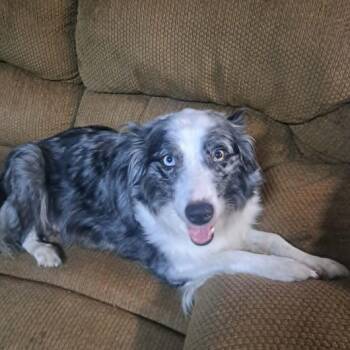 Haizyn aka Hazy Haizyn, Hazel -  Australian Shepherd and Border Collie Dog for Adoption in Ada, Minnesota - Haizyn Aka Hazy Haizyn, Hazel | PetCurious