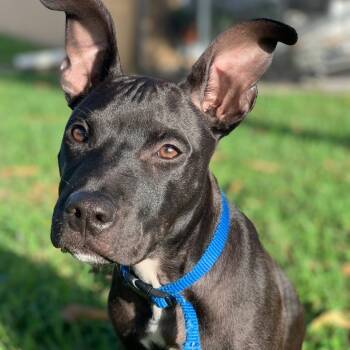 Rescue Black Labrador Retriever Dogs for Adoption in West Palm Beach, Florida - Kobe | PetCurious