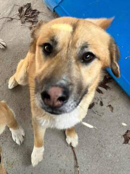 Husky and Beagle Dogs Available for Adoption - Axel | PetCurious