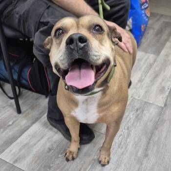 Solstice -  Mixed Breed and Pit Bull Terrier Dog for Adoption in Newark, New Jersey - Solstice | PetCurious