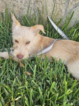 Chester -  Terrier Dog for Adoption - Chester | PetCurious