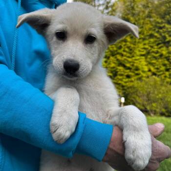 Husky and Shepherd Dogs Available for Adoption in Stormville, New York - NY Mojitio Avail May 9 (Carmel NY Fire Dept) | PetCurious