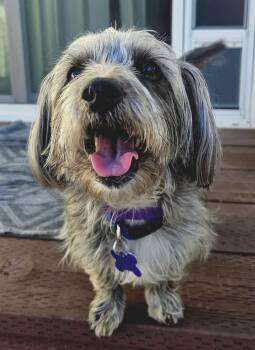 Havanese and Lhasa Apso Dogs Available for Adoption - Pepper | PetCurious