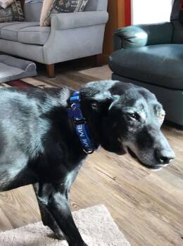 Husky Dogs Available for Adoption - NELSON | PetCurious