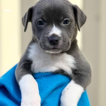 Rescue Mixed Breed Dogs for Adoption in Berwick, Maine - MONICA - ARRIVING IN MAINE MID-DECEMBER | PetCurious