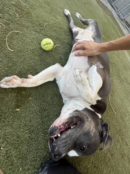 Pit Bull Terrier Dogs Available for Adoption in Boulder City, Nevada - Mia | PetCurious