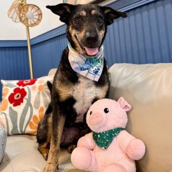 Raya Everly The Love Story That Grows -  German Shepherd Dog and Labrador Retriever Dog for Adoption in Friendswood, Texas - Raya Everly The Love Story That Grows | PetCurious